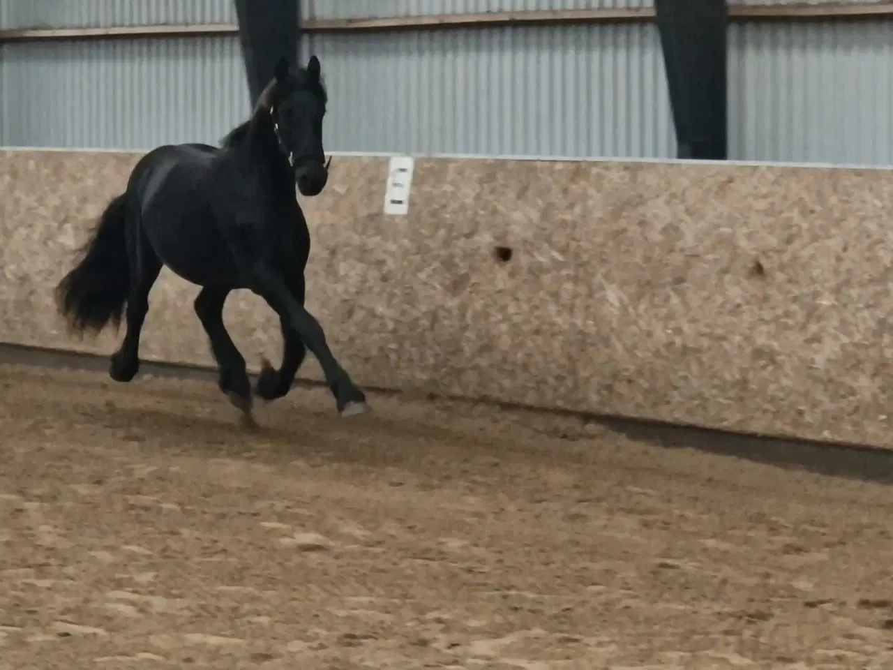 Billede 4 - Smuk barok pinto 