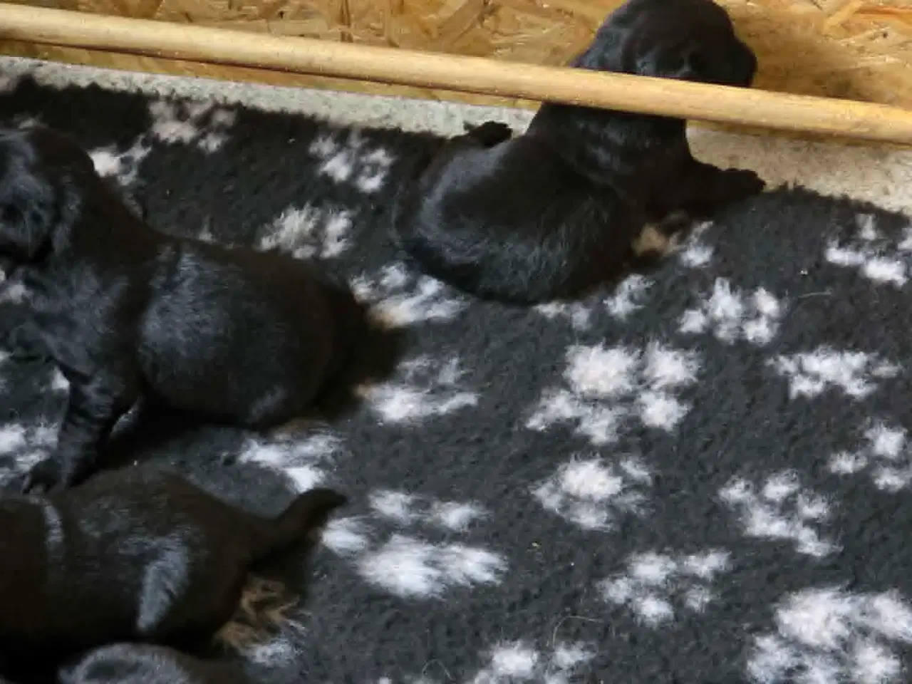 Billede 3 - labrador formel 1