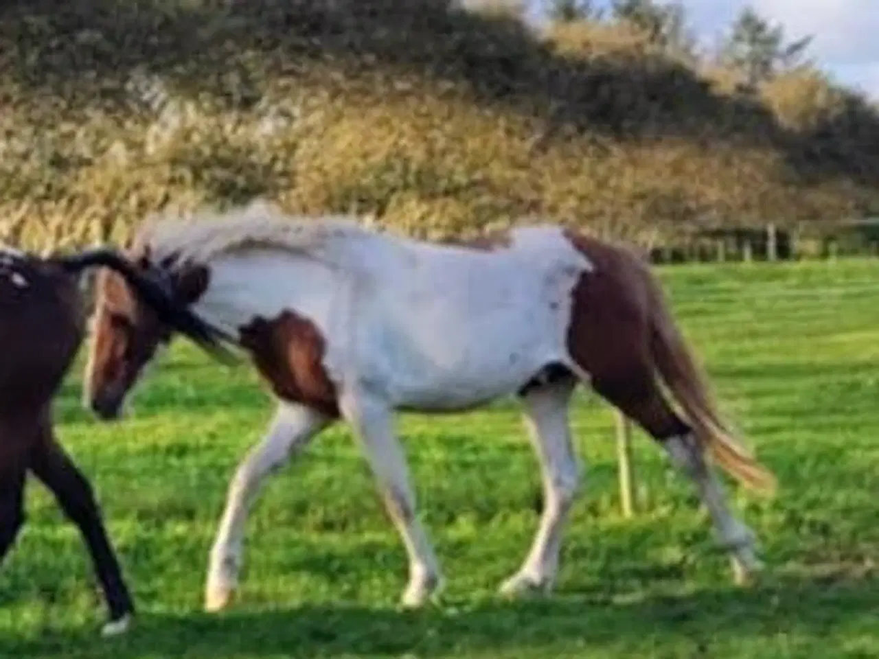 Billede 10 - Pinto hingst 2 år 