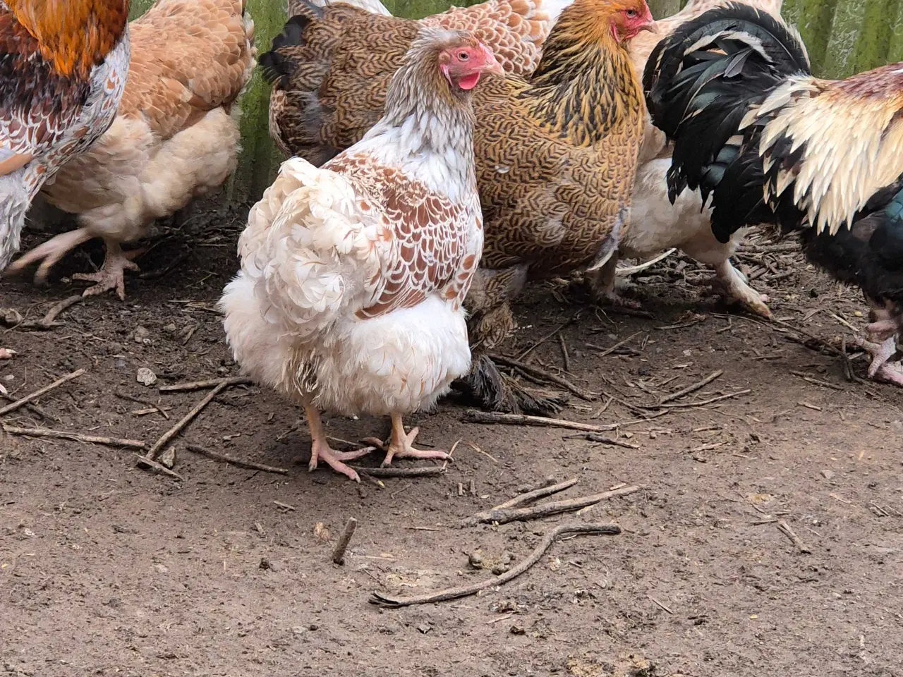 Billede 1 - Høns krydsninger 