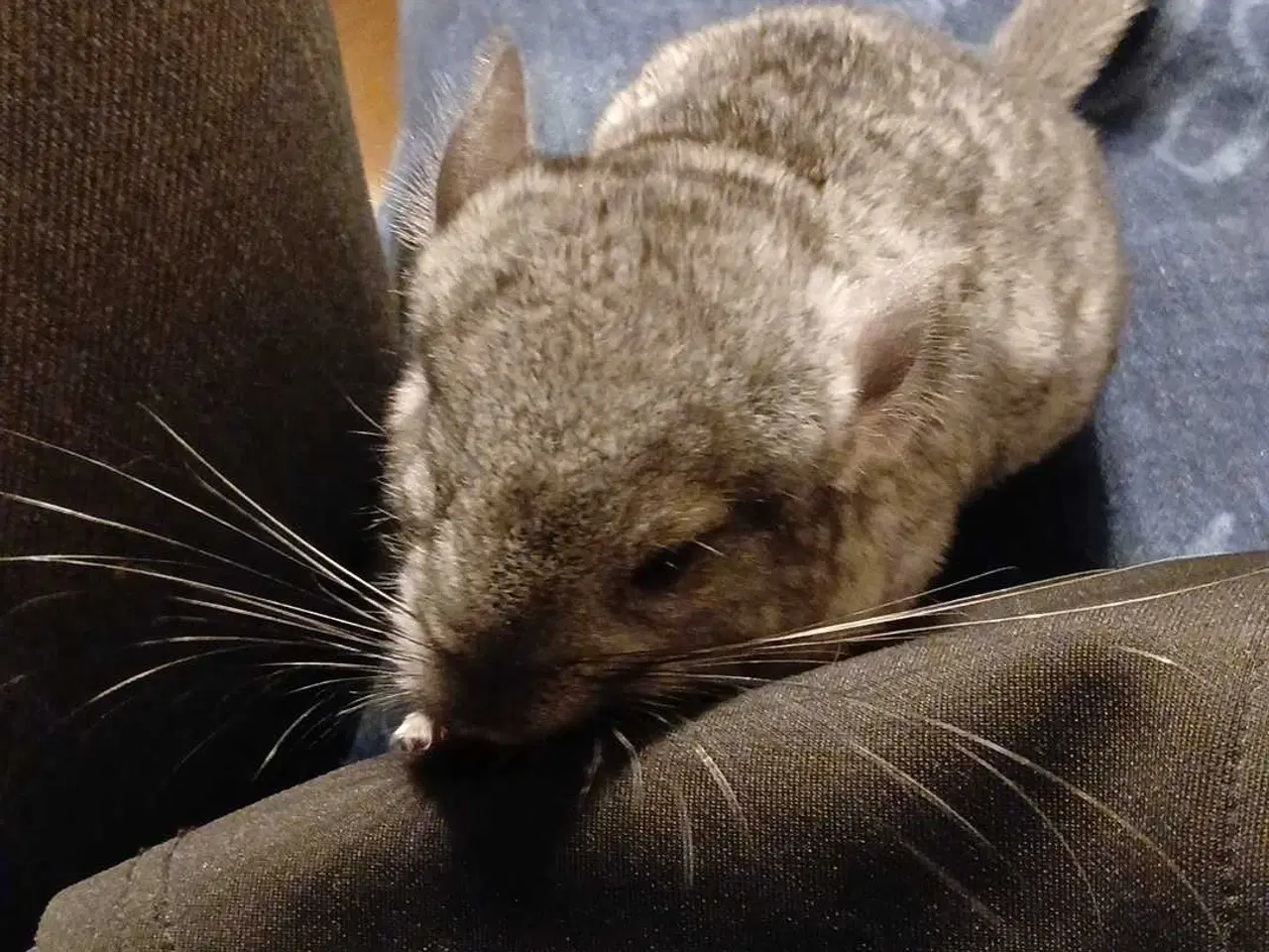 Billede 3 - Chinchilla 