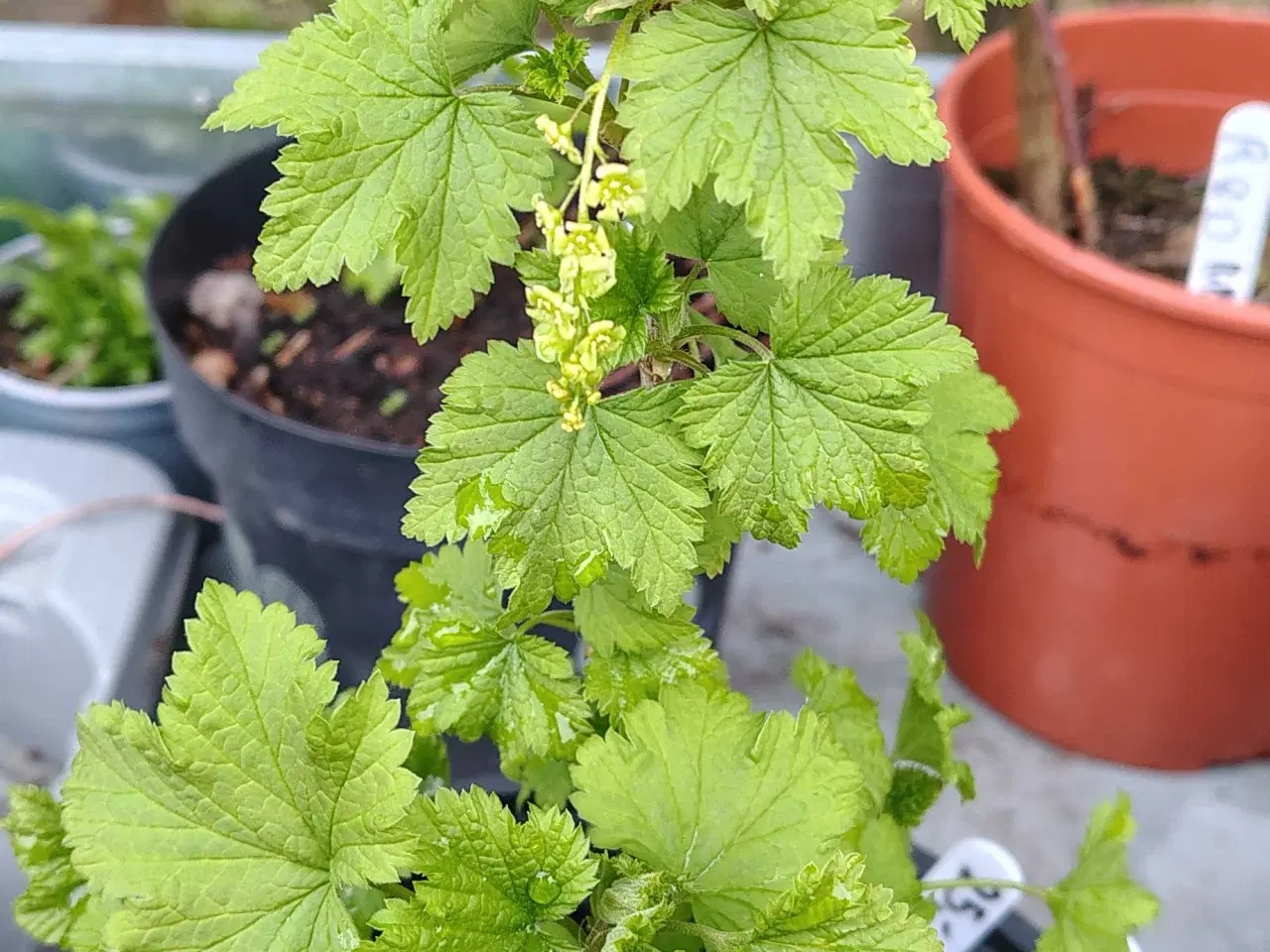 Billede 3 - 1 Hvid ribs og 1 rød