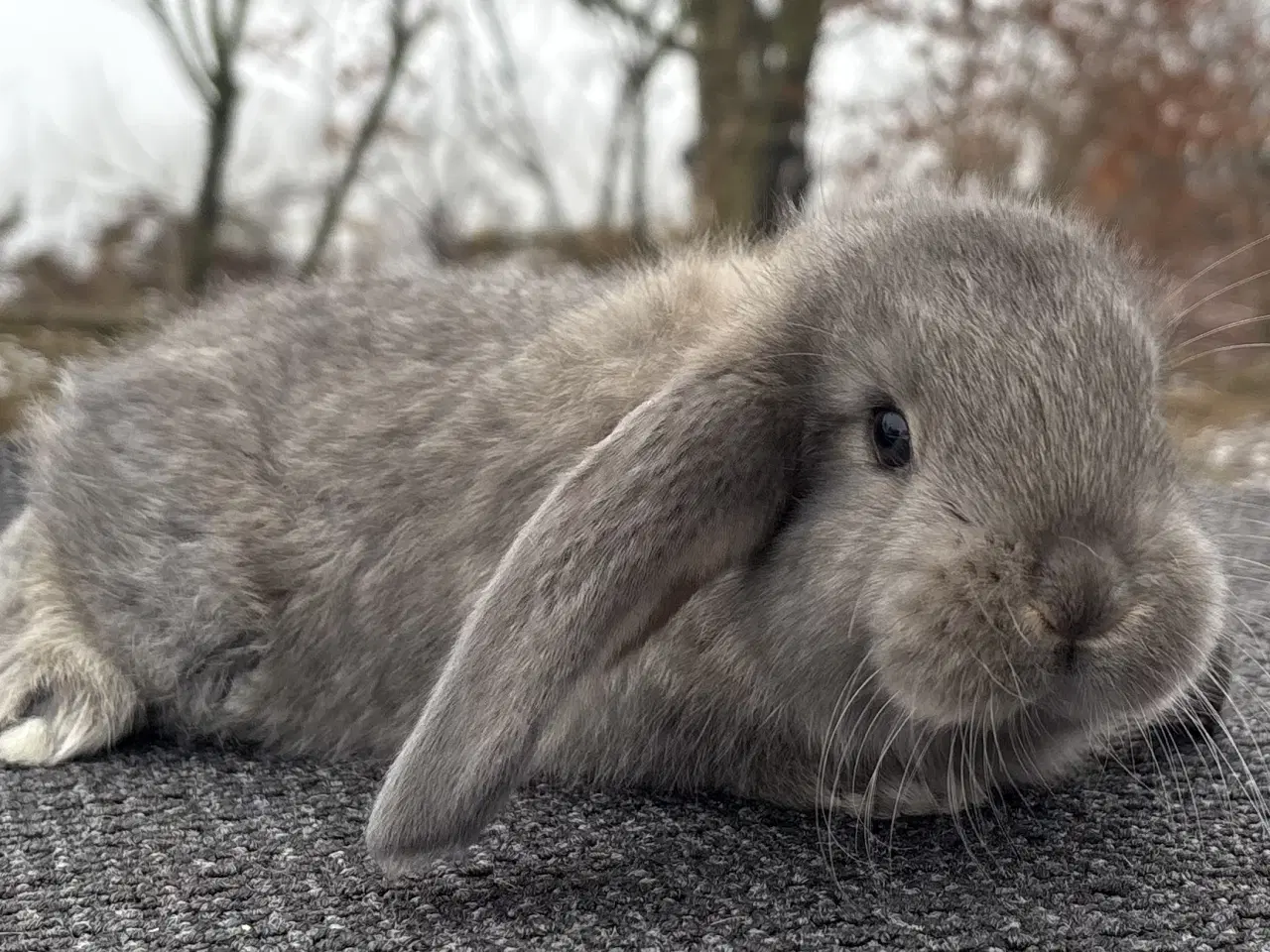 Billede 1 - FRANSK VÆDDER HUN VILDTBLÅ