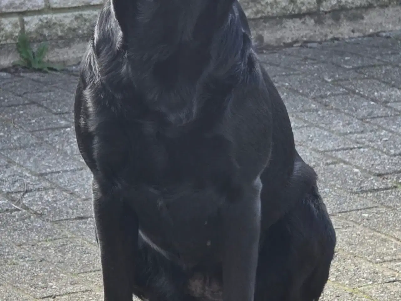 Billede 11 - Lækre familiehunde