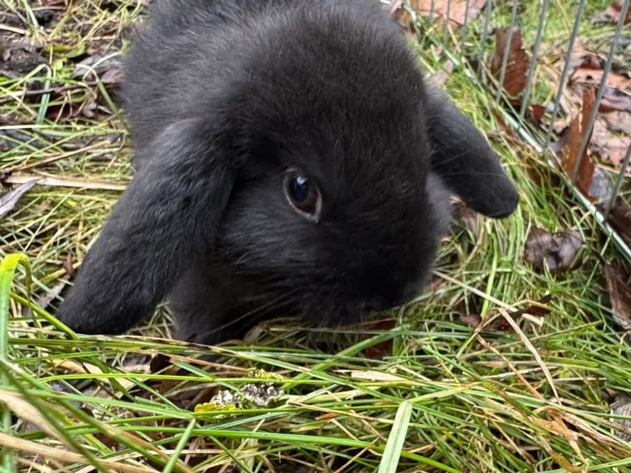 Billede 11 - Han Dværgvædder unger sælges - klar nu 