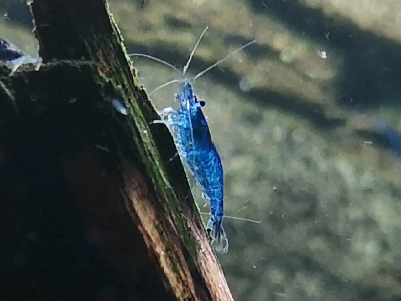 Billede 2 - Neocaridina Davidii Blue Dream rejer 