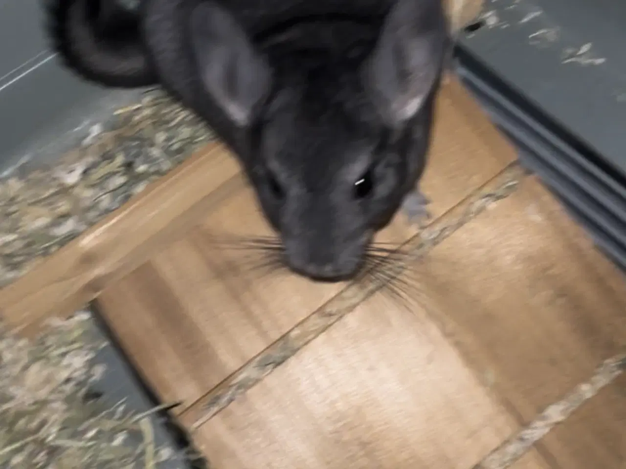 Billede 5 - Chinchilla 