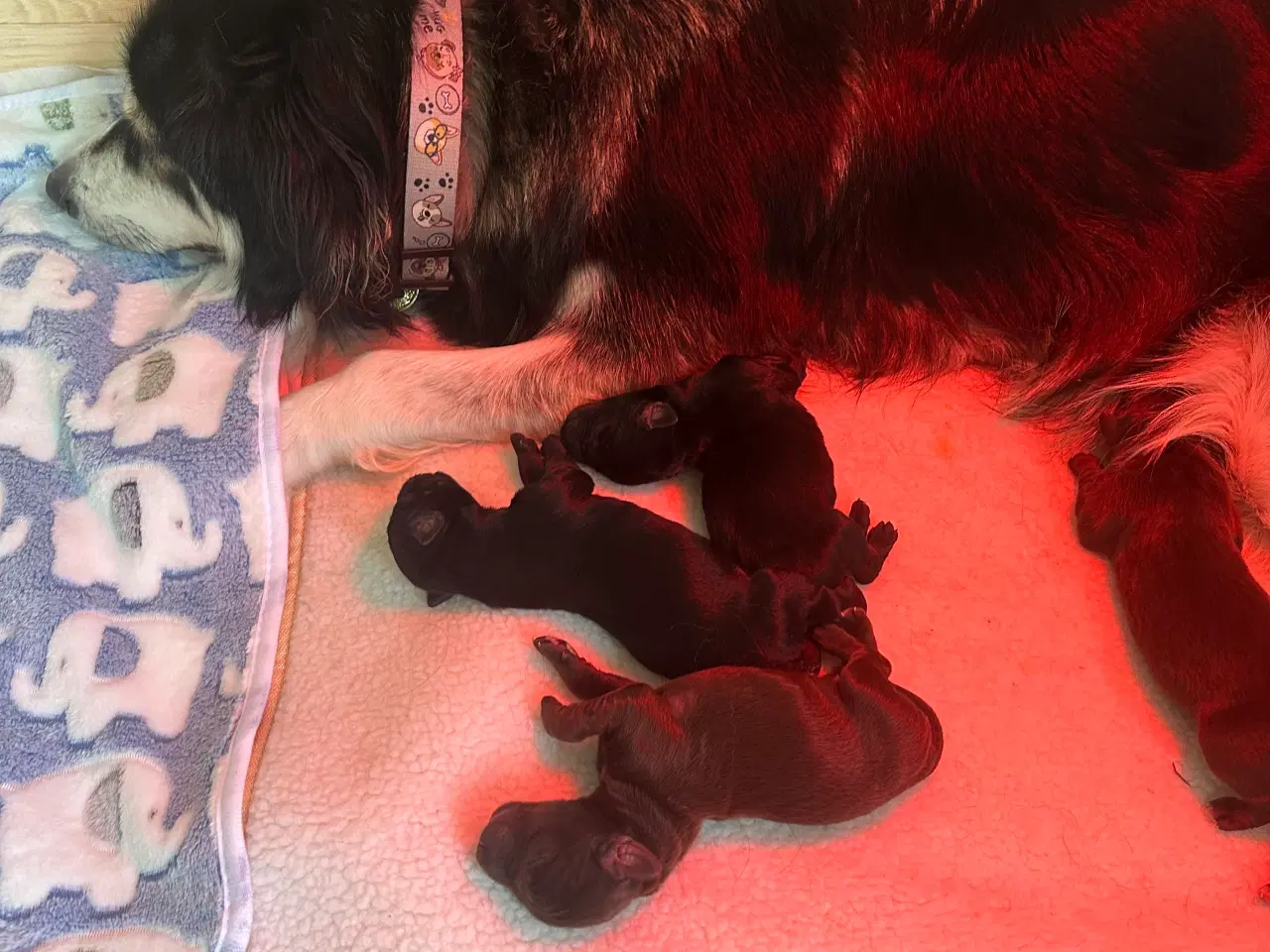 Billede 4 - Smukkeste blandings hvalpe (Golden Retriever)