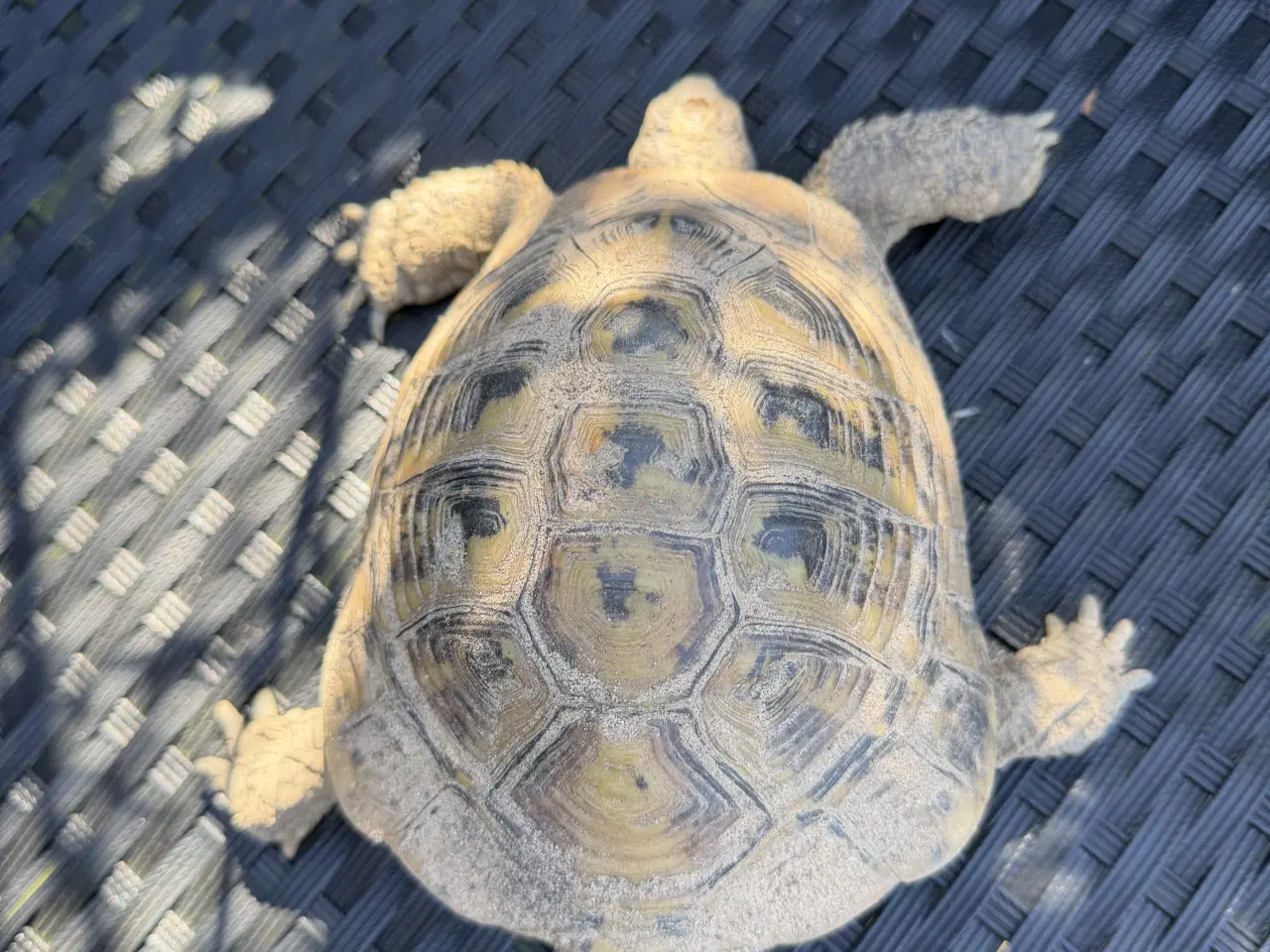 Billede 1 - Græske landskildpadder søger hjem