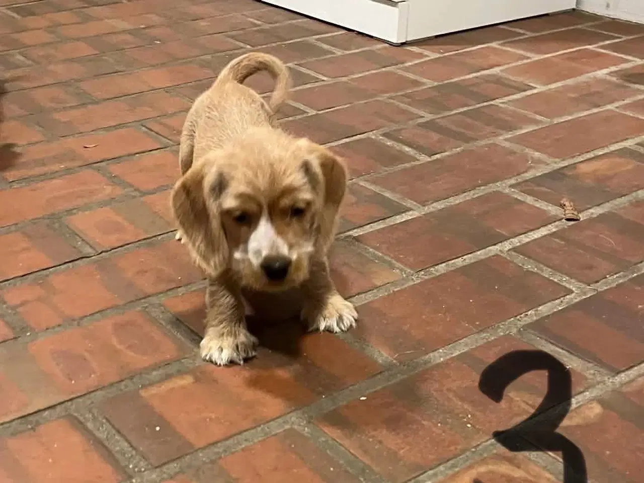 Billede 6 - Cocker spaniel - Blandings hvalpe 