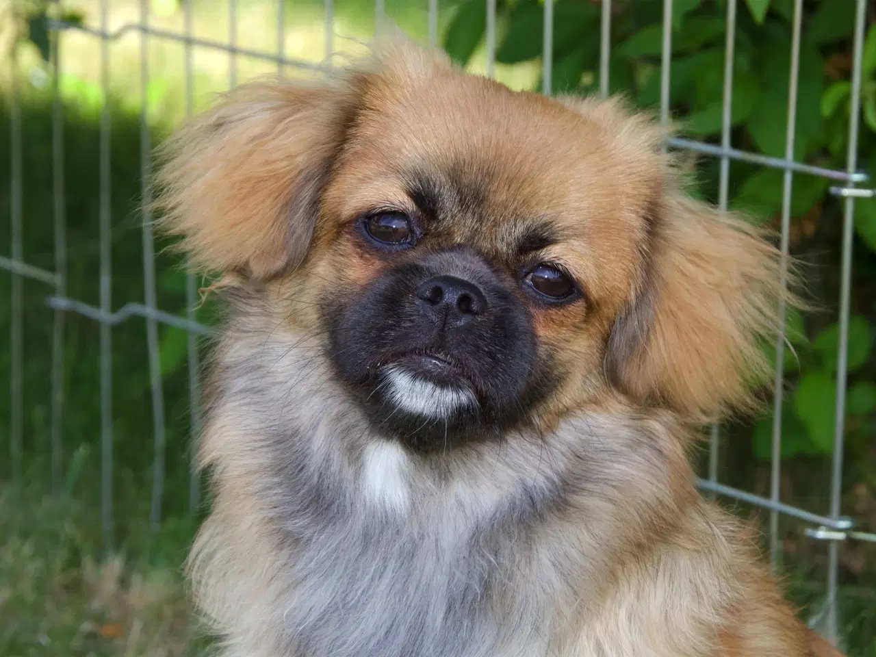 Billede 2 - Tibetansk Spaniel