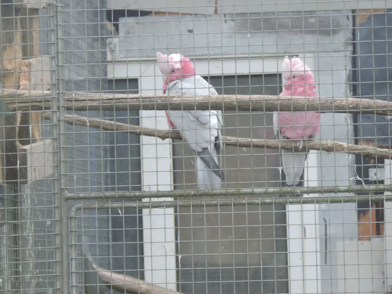 Billede 4 - Sælger 1 avlspar Rosa Kakadu.