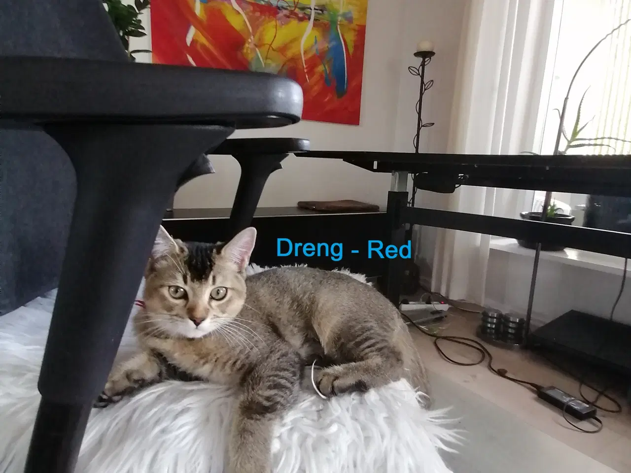 Billede 4 - Killinger British shorthair/Russian Blue
