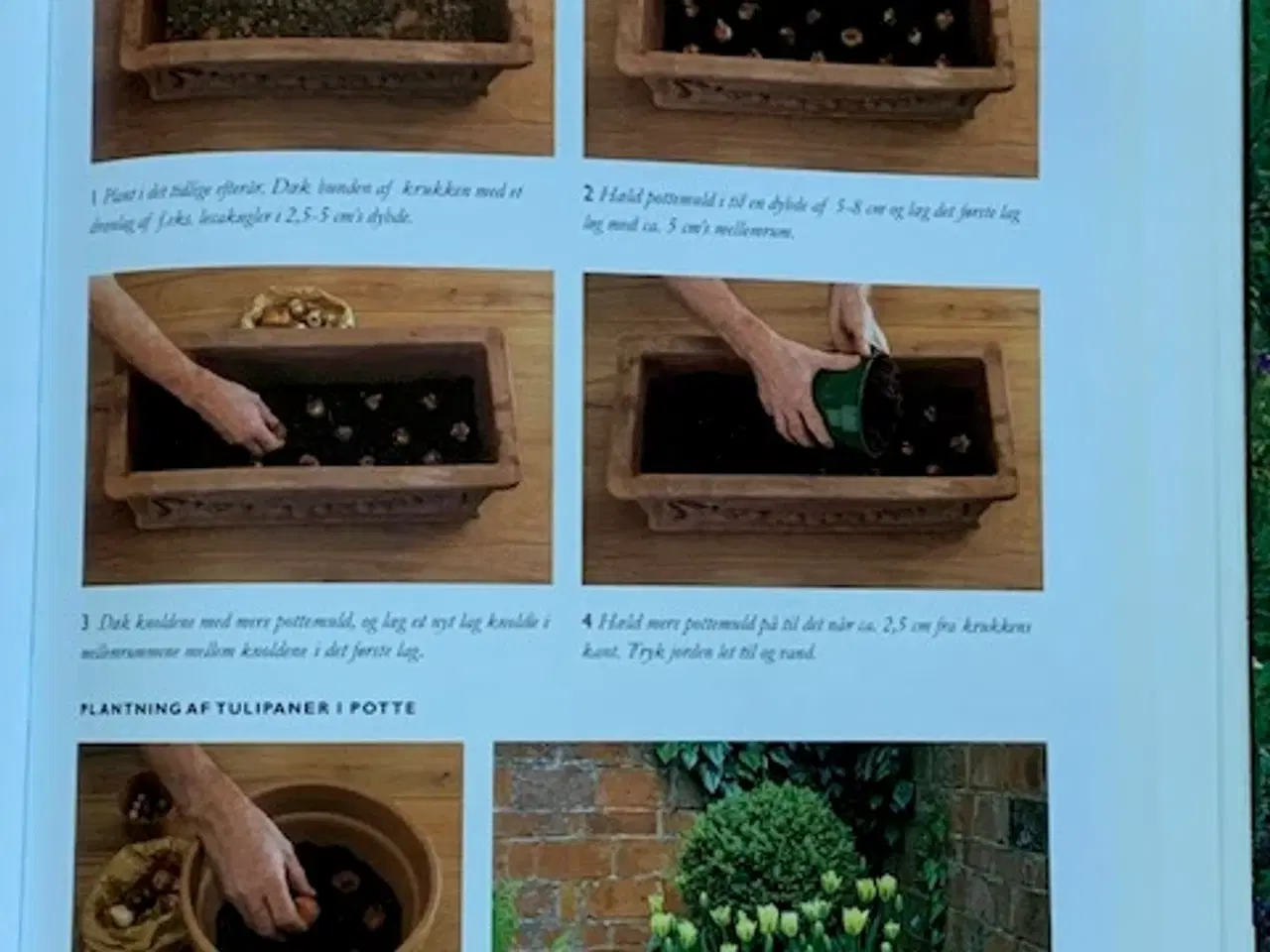 Billede 7 - Den store bog om Planter i potter og krukker