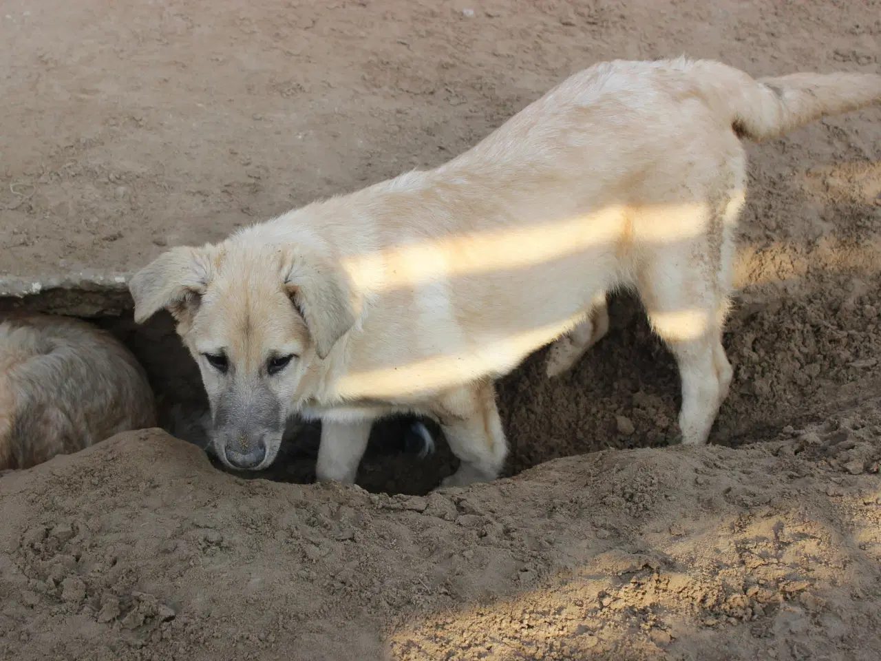 Billede 6 - Missy (blandingshund / gadehund)