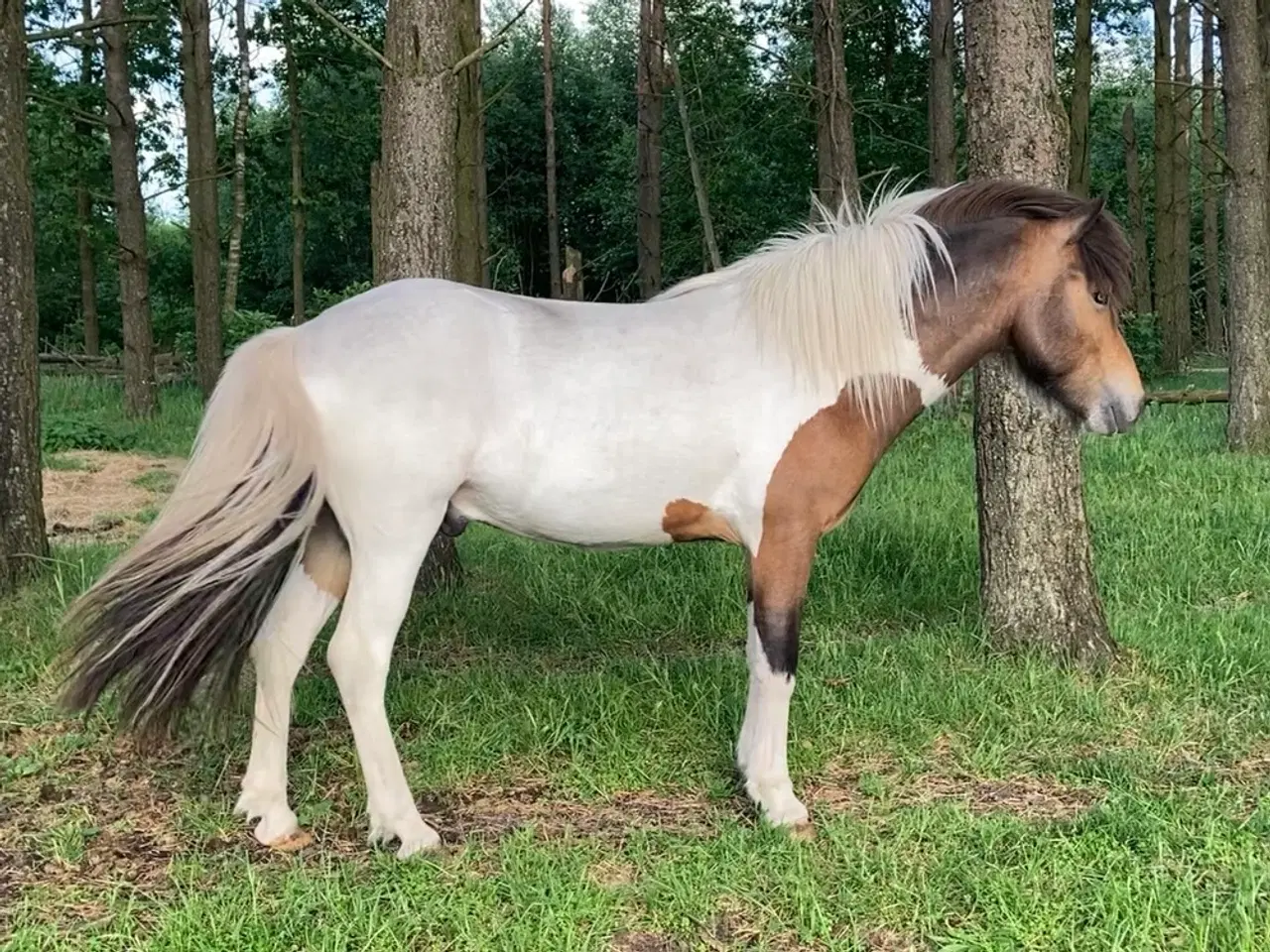 Billede 15 - 2 års islænder hingst