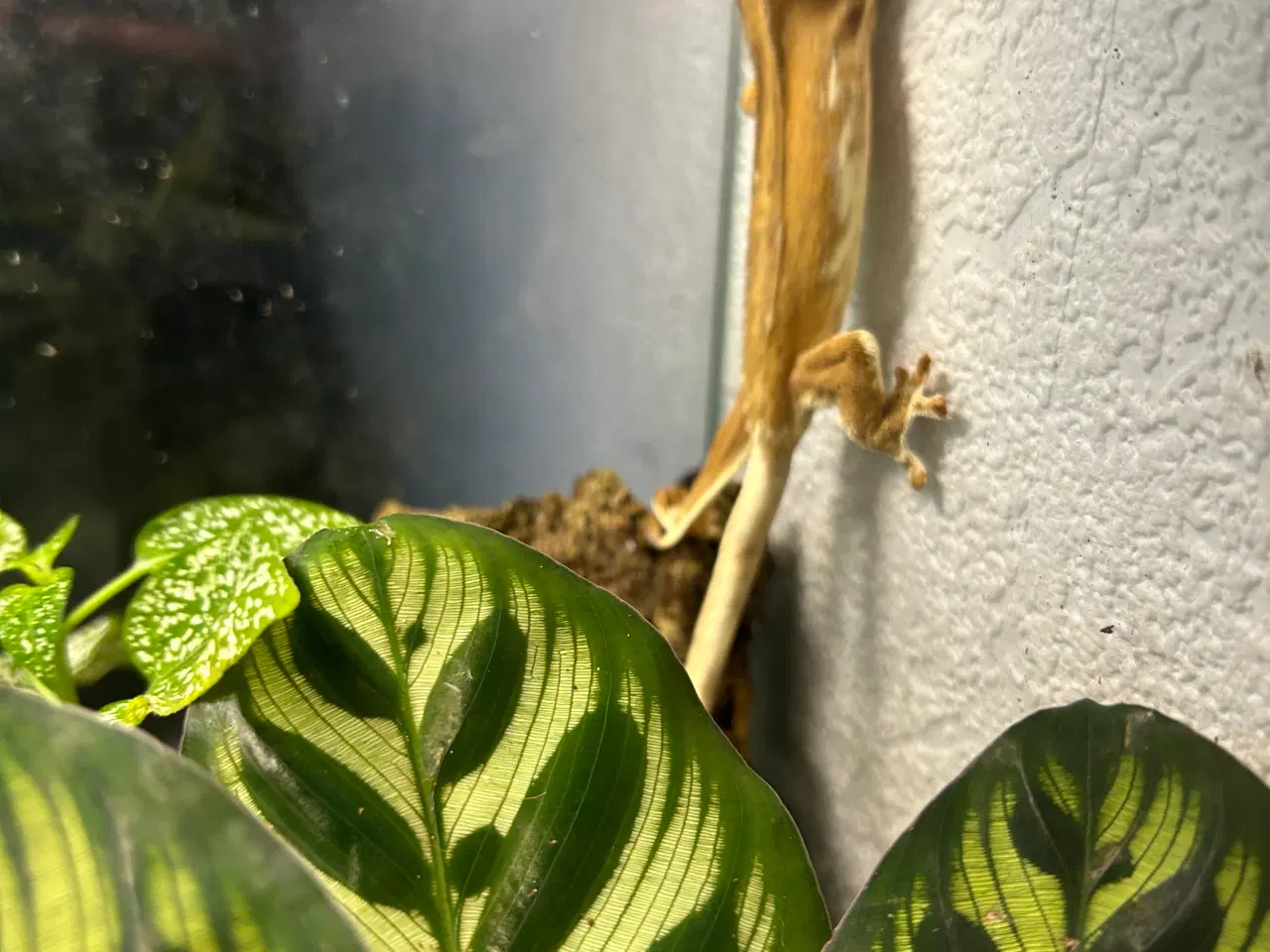 Billede 2 - Kronegekko gul phantom lw