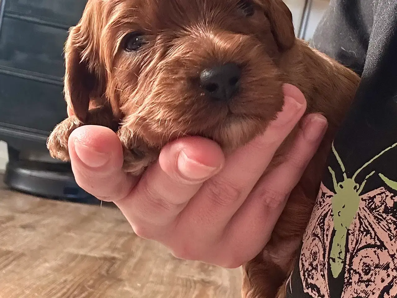 Billede 4 - Skønne Cavapoo hvalpe