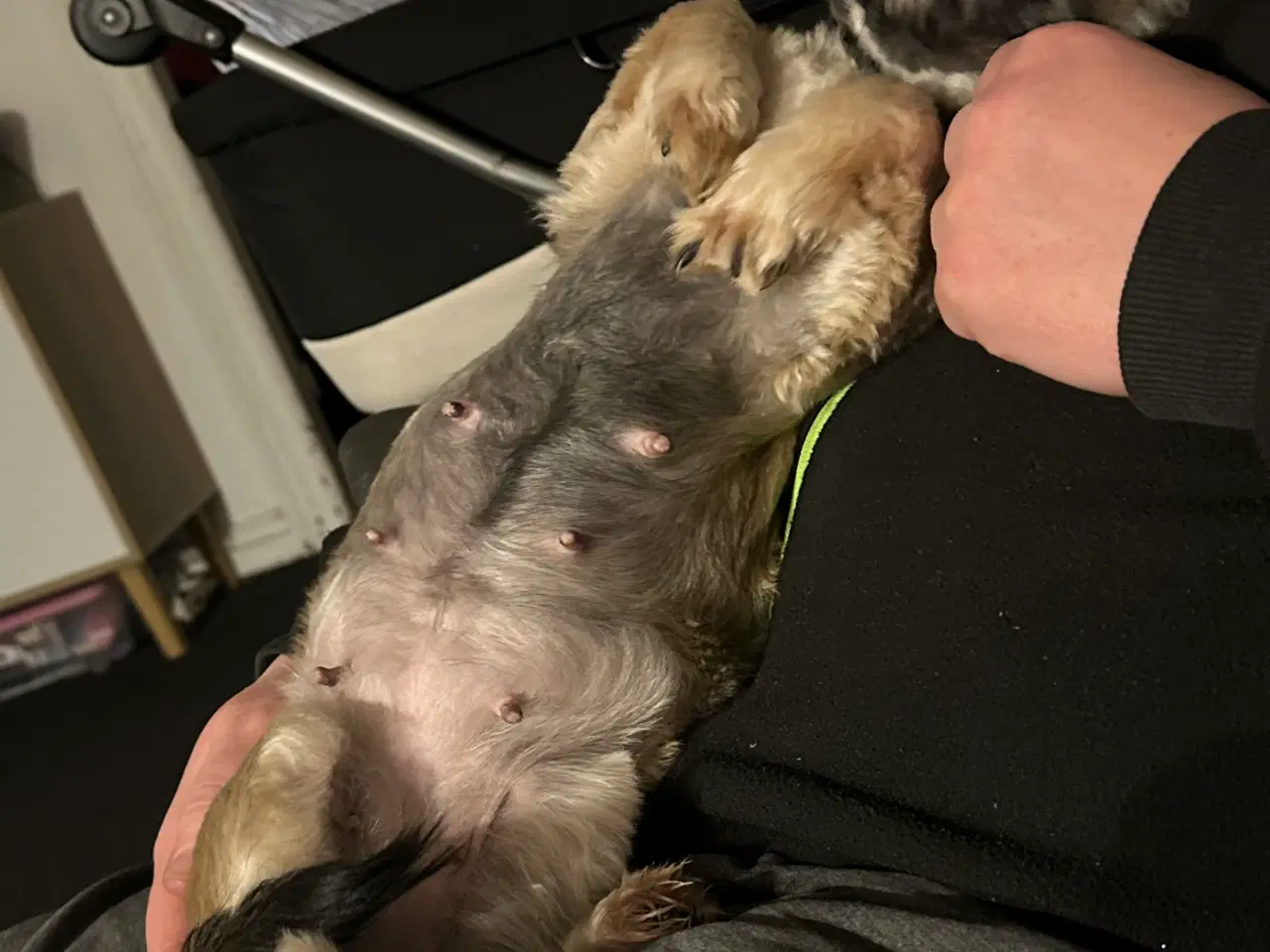 Billede 1 - Lækre bløde bomuldsbamser