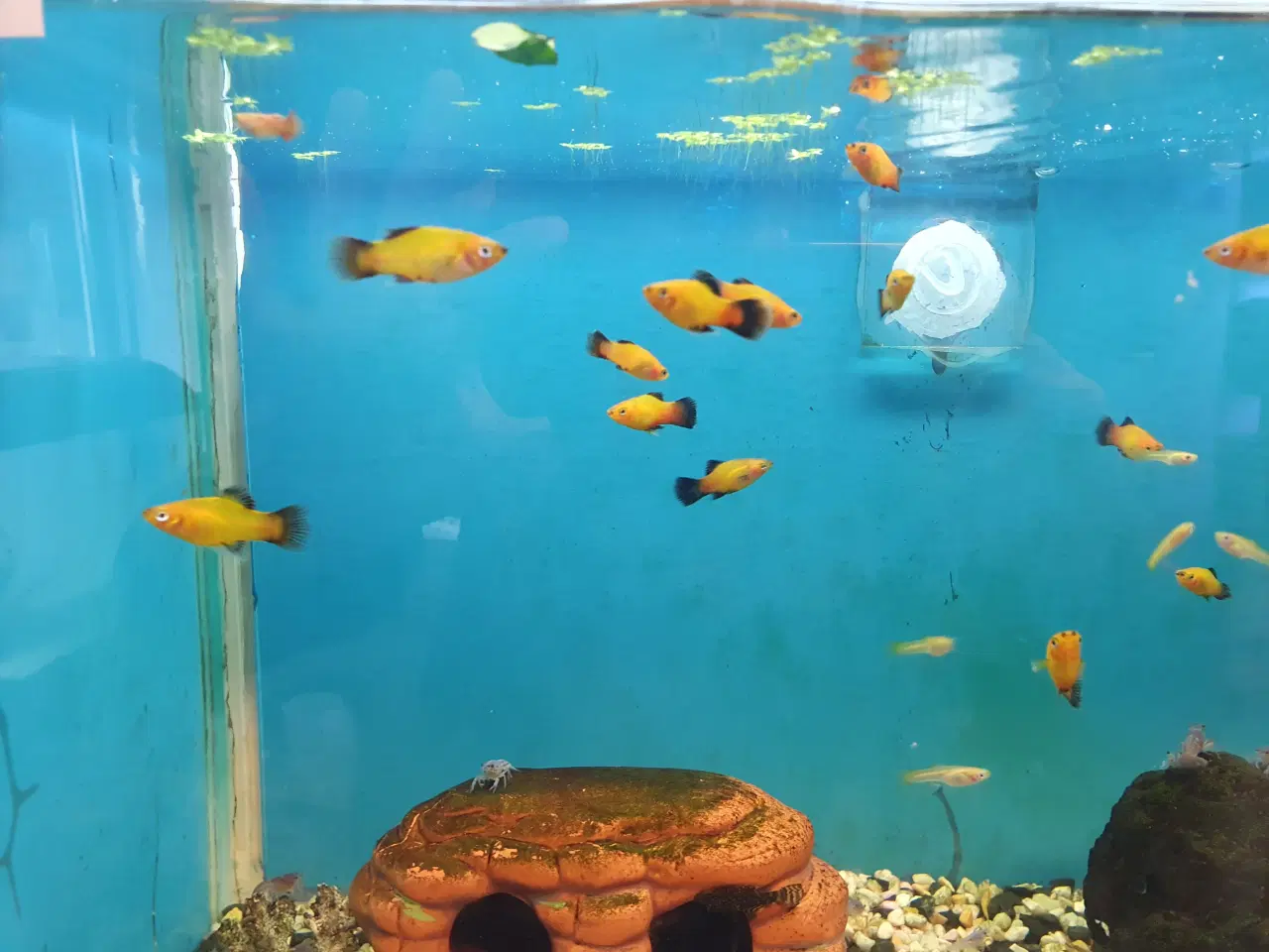 Billede 12 - đ Platy akvariefisk sĂŚlges â flotte farver og sun