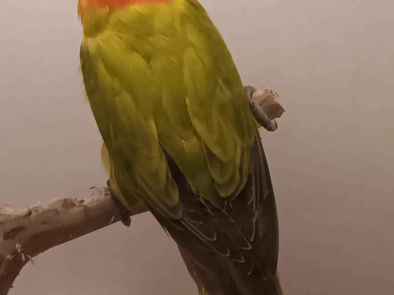 Billede 2 - Rødhovdetdværgpapegøjer i Green Opaline Dilute