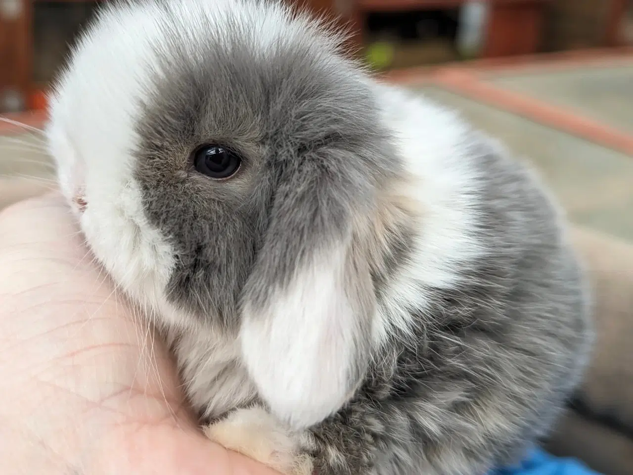 Billede 3 - Minilop kaninunge sælges 