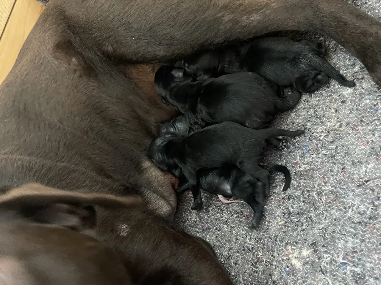 Billede 7 - labrador hvalpe