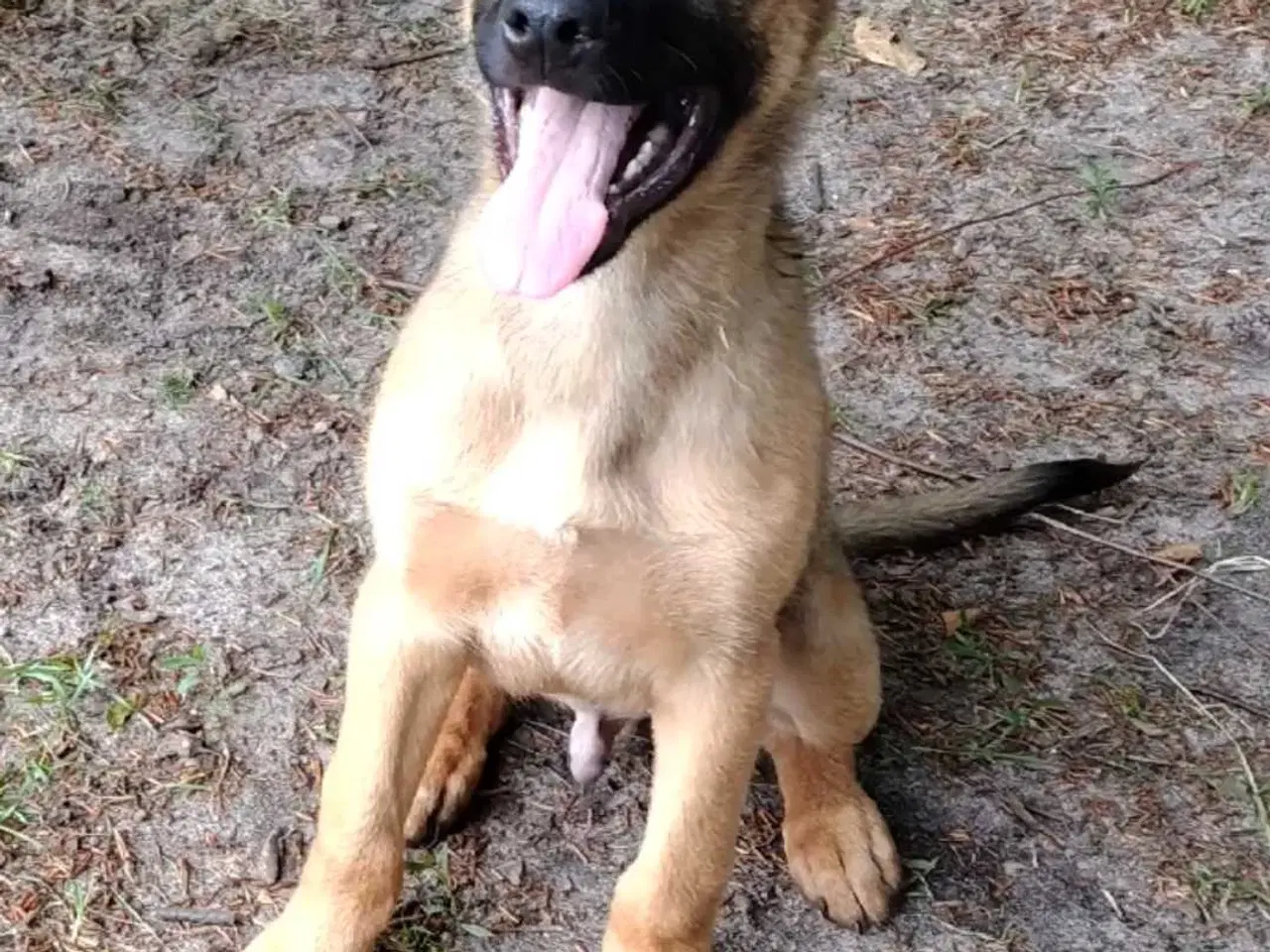 Billede 1 - Schæfer/Malinois 4 mdr gammel