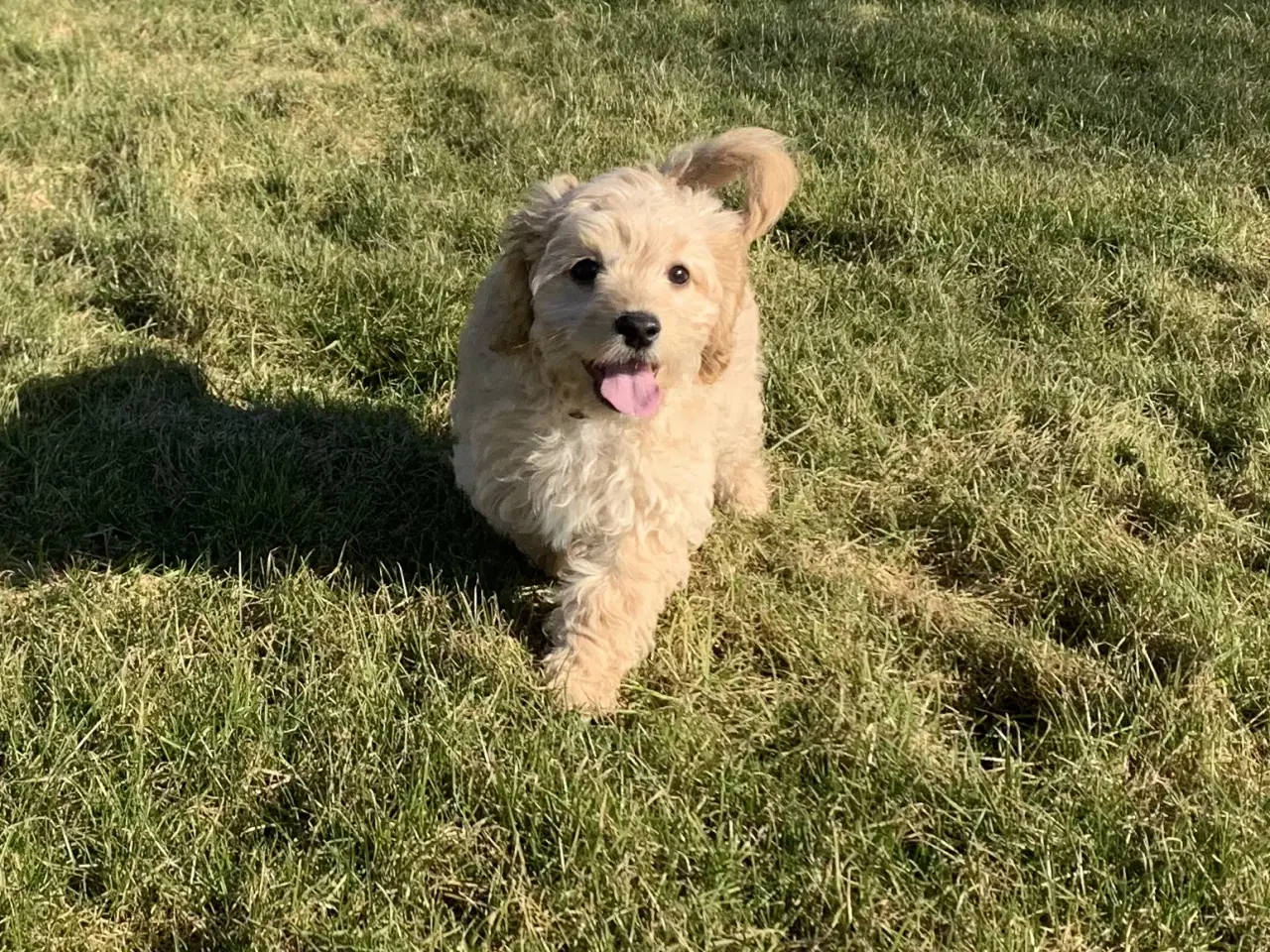 Billede 6 - Amerikansk Cockerpoo F1b pige 