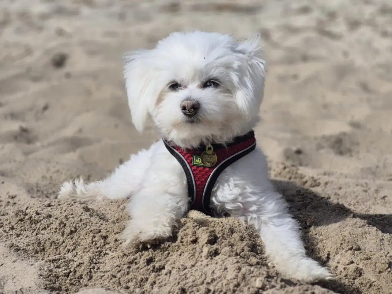 Billede 2 - Bichon Maltes hanhund til parring – Horsens 