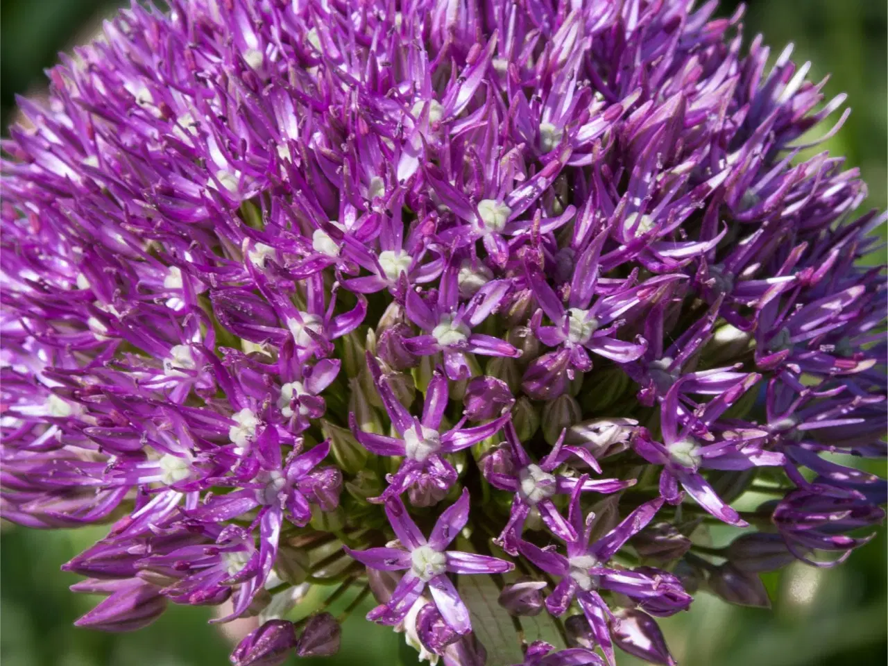 Billede 1 - Allium Akita - Store flotte Allium i lilla/hvid