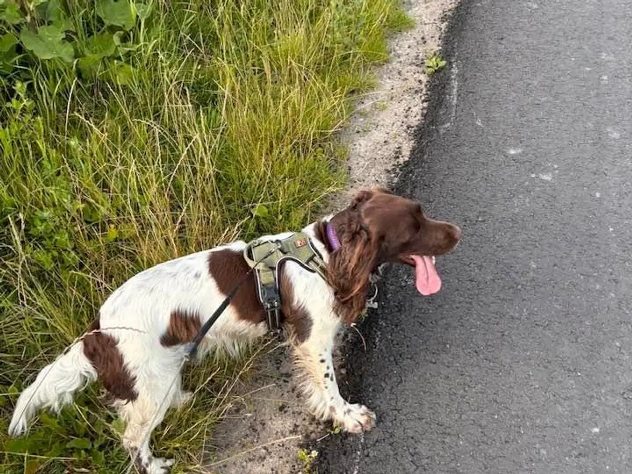 Billede 4 - Ft springer spaniel hvalpe til salg 