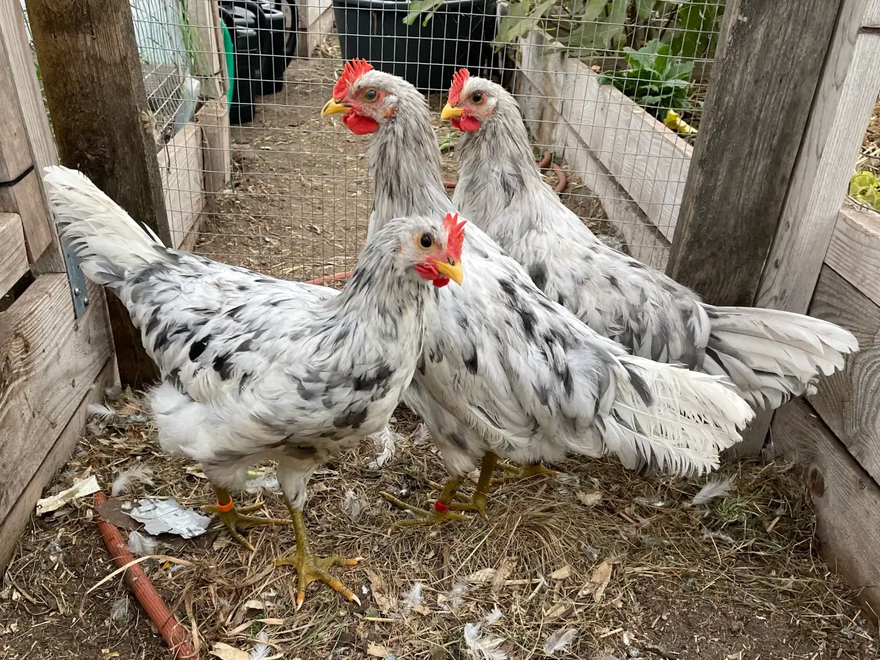 Billede 4 - Silverruds blå, haner