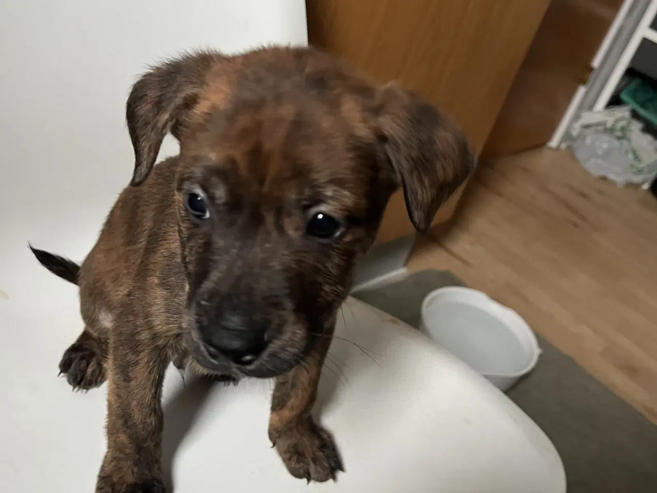 Billede 6 - 5 skønne hvalpe søger nyt, kærligt hjem 🐶 