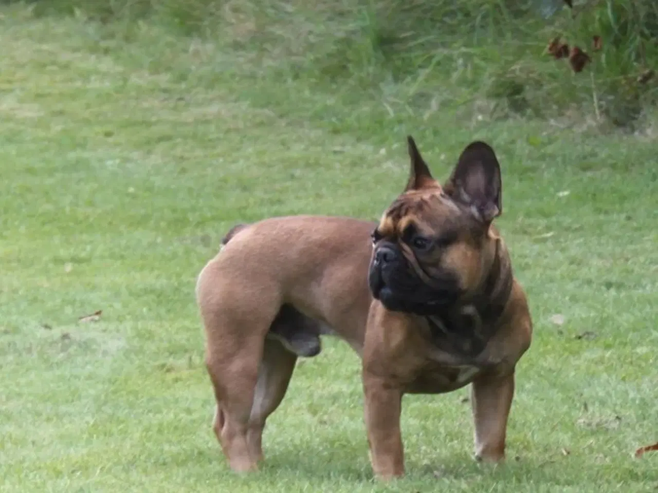 Billede 6 - Fransk Bulldog, Hanhund, 2 år 