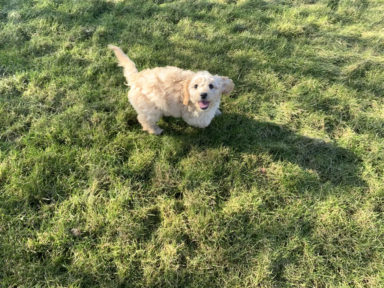 Billede 15 - Amerikansk Cockerpoo F1b pige 