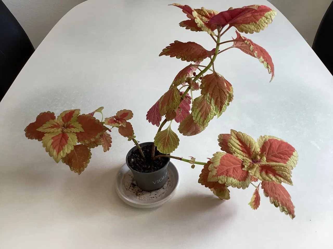 Billede 2 - Stue plante