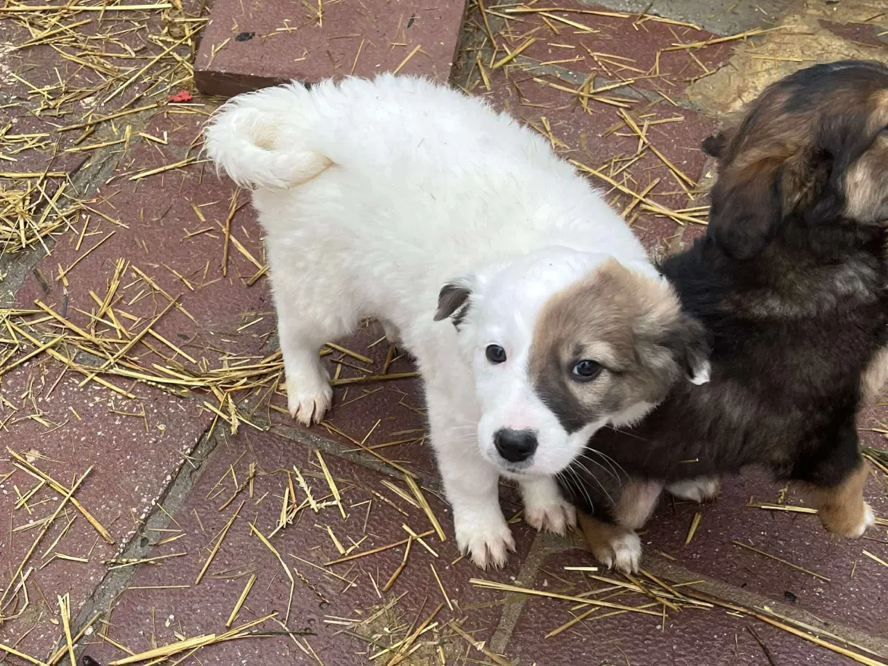 Billede 4 - Blitz søger sin egen familie❤️