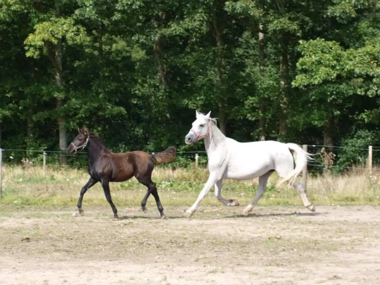 Billede 4 - Hoppe til hygge/avl/let ridning