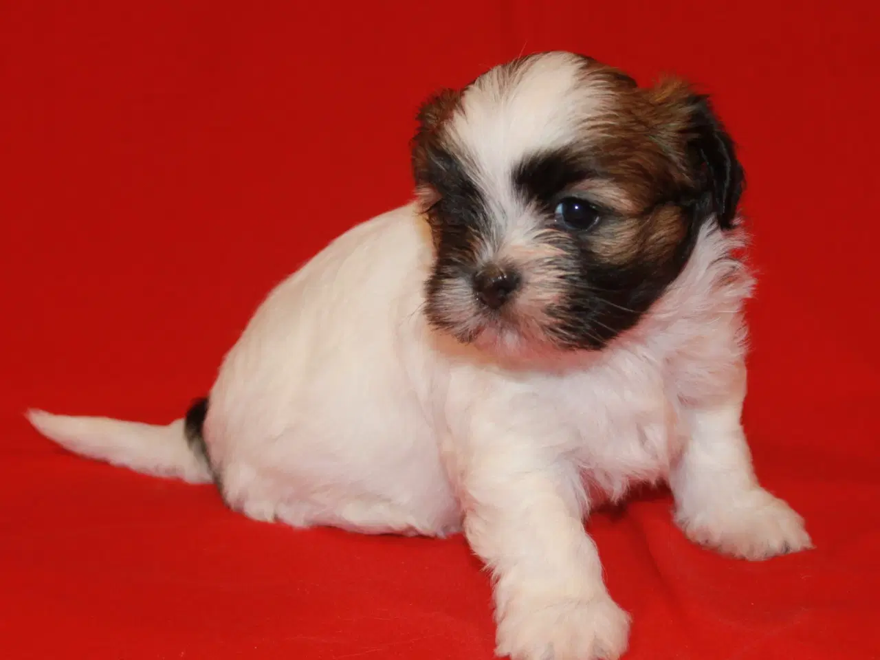 Billede 11 - Lhasa Apso hvalpe