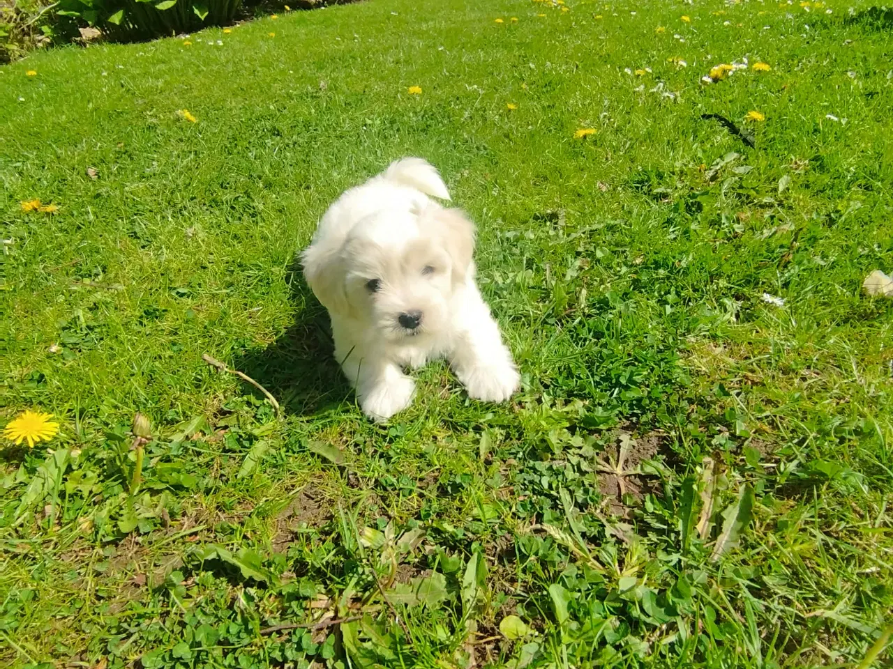Billede 8 - Coton de tulear hvalpe piger