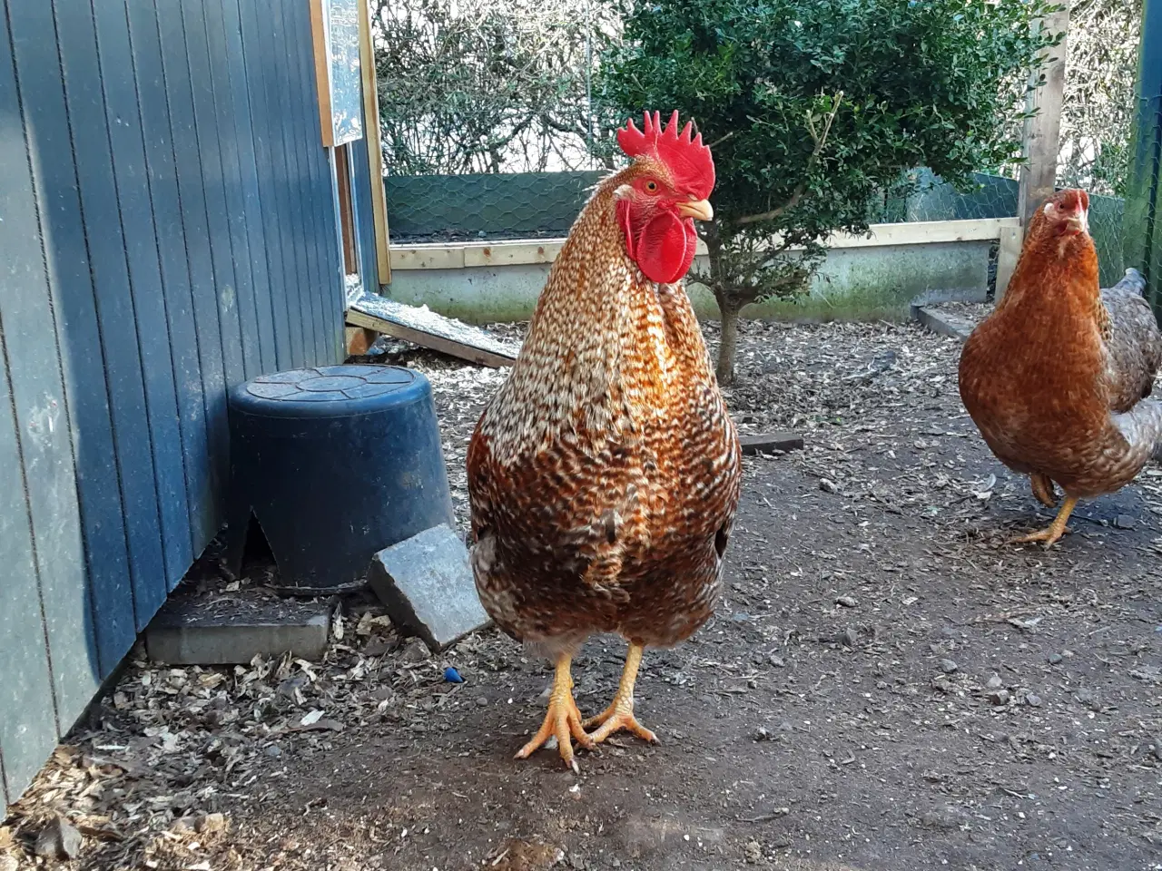 Billede 4 - Bielefelder hane fra september  2025