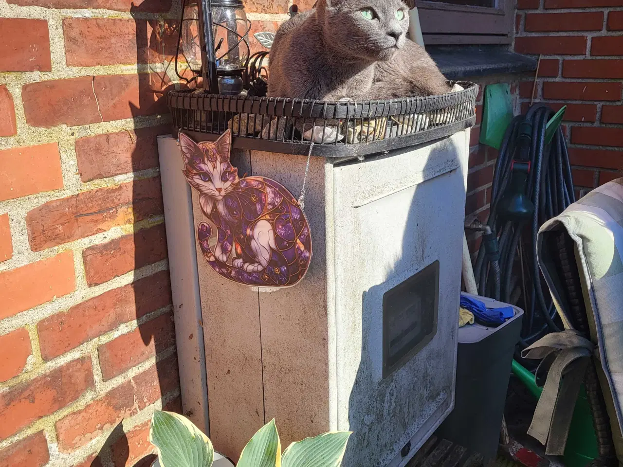 Billede 2 - Russian blue pige