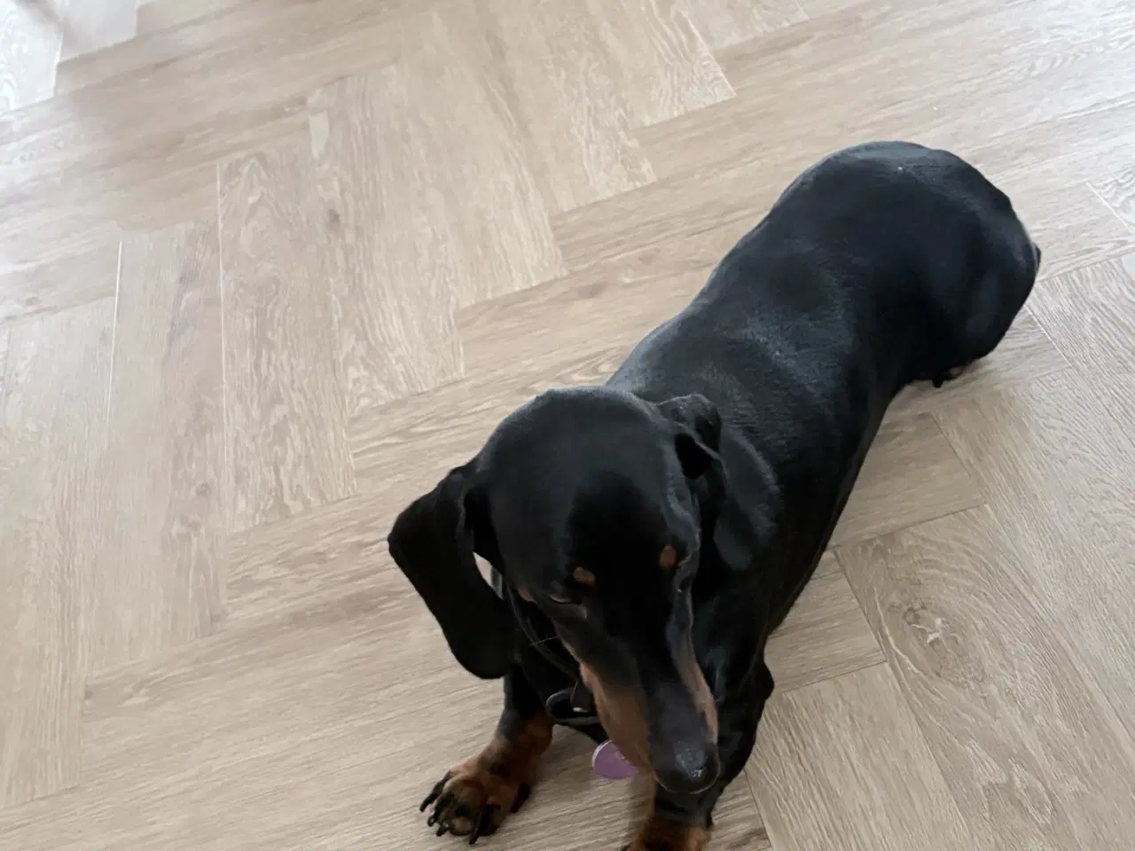 Billede 1 - Standard Black/Tan Tæve 