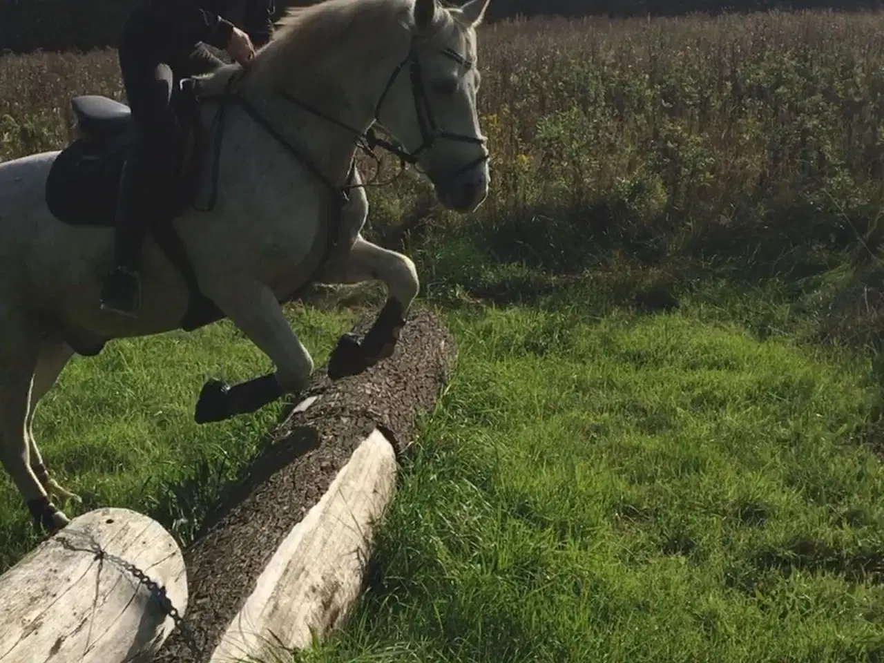 Billede 2 - tilridning eller videresalg af pony tilbydes