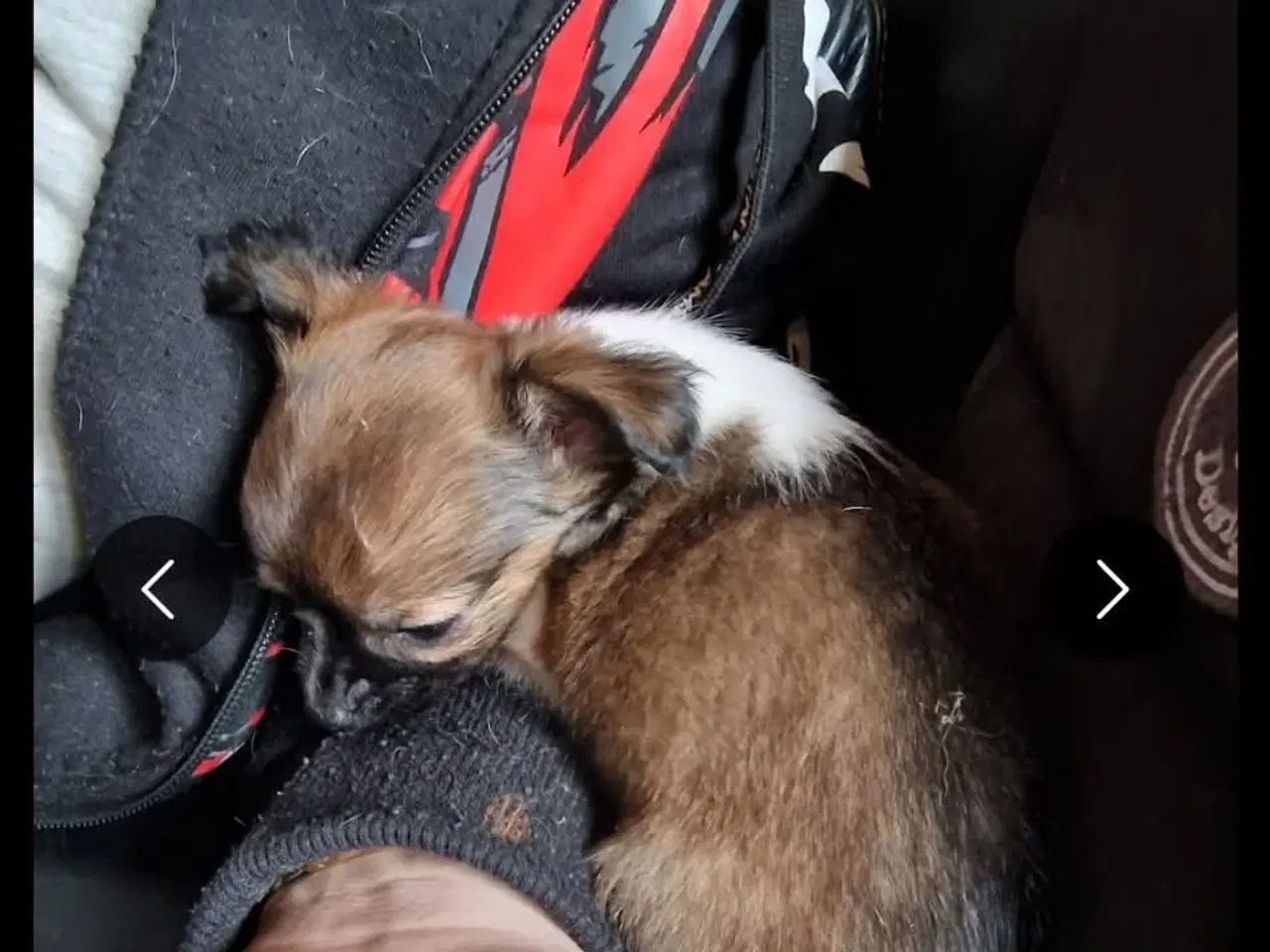 Billede 3 - Chihuahua hvalpe søger nyt hjem