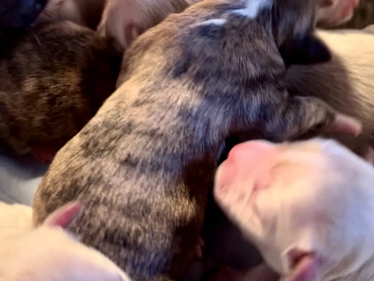 Billede 5 - Allergivenlige blandingshvalpe Bichon Havanais / S