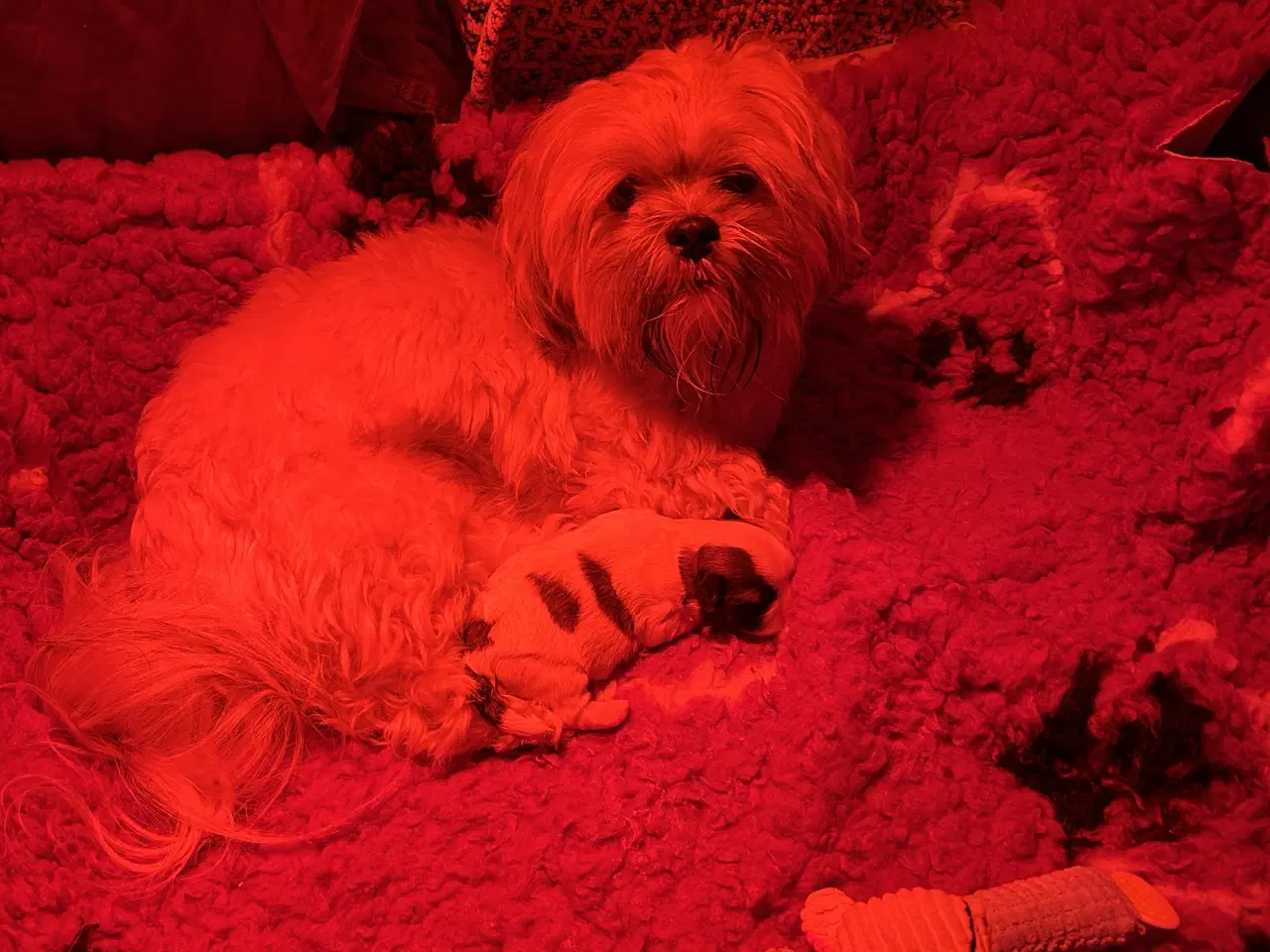 Billede 4 - Shih Tzu / Malteser hvalp til salg.( Boomer ) Pige