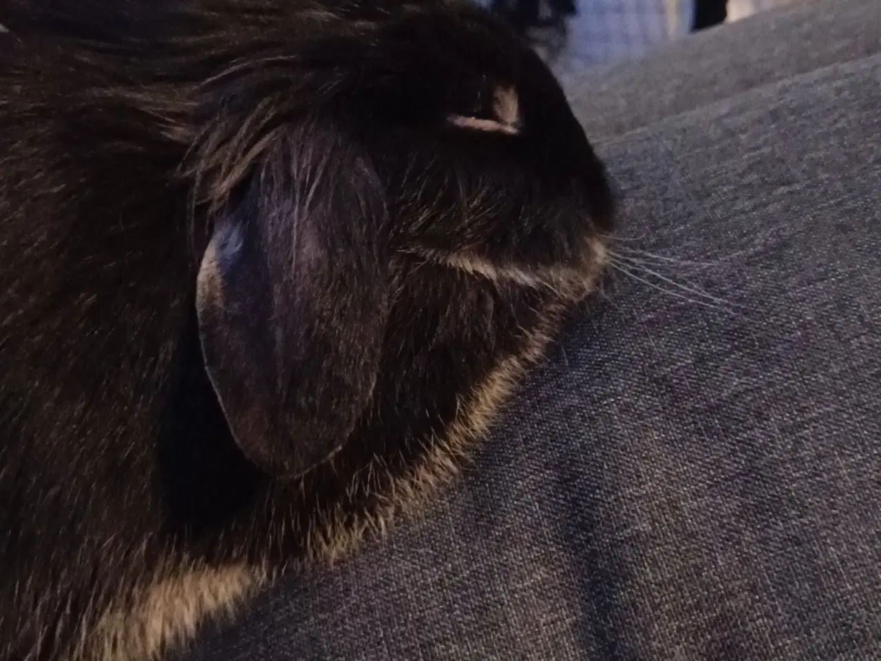 Billede 3 - Sød kanin gives væk