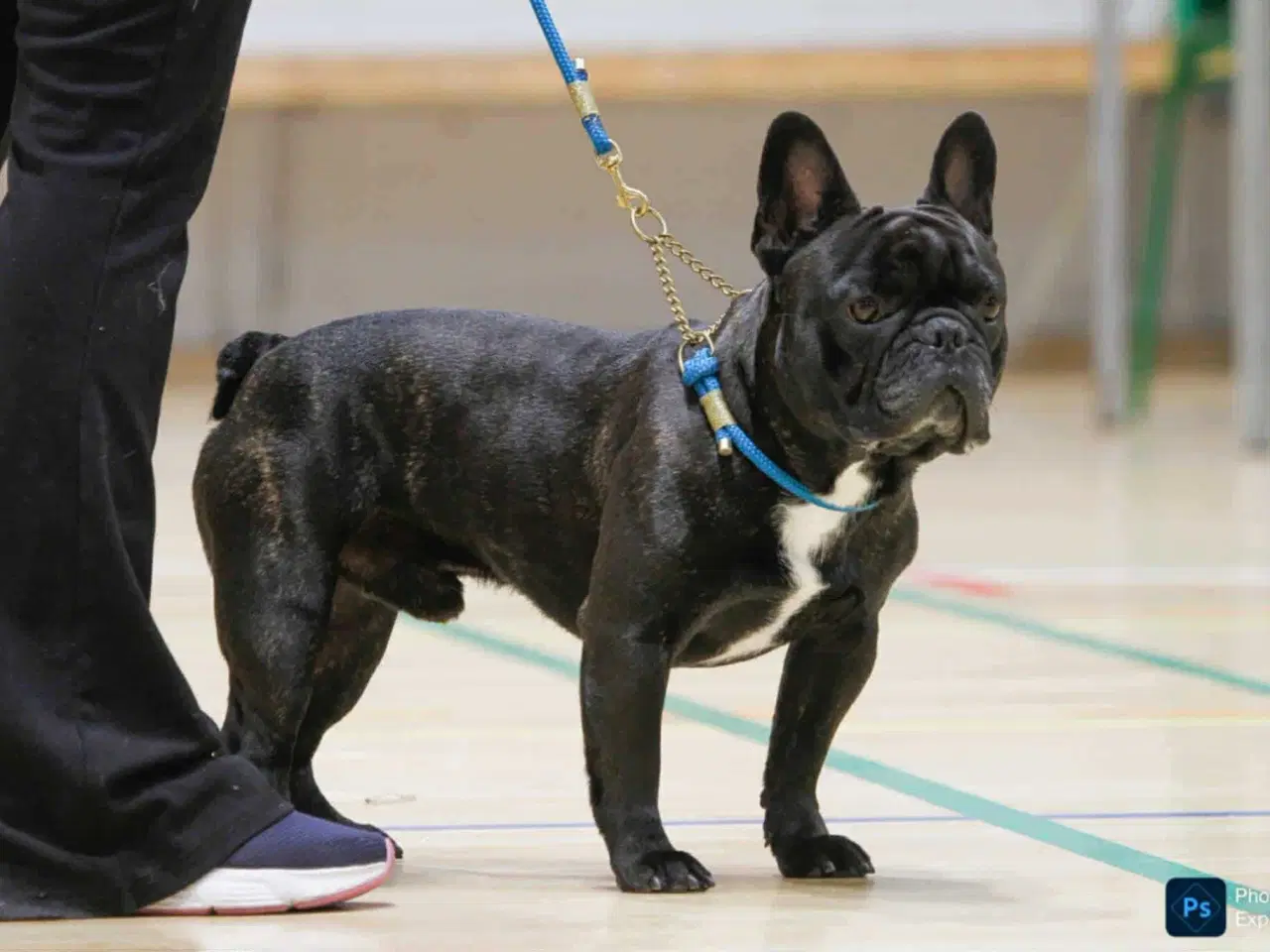 Billede 2 - Fransk bulldog